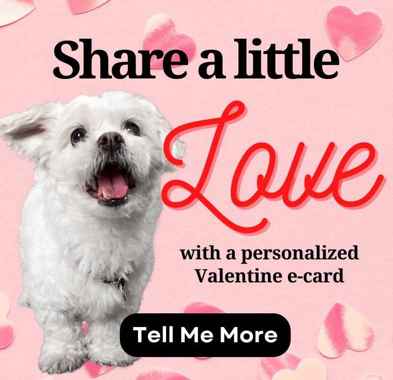 What Is The Dog Adoption Process